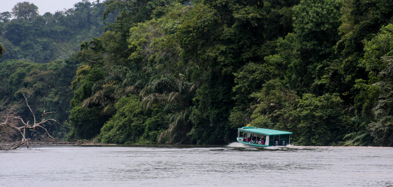 Dichter Regenwald am Tortuguero-Kanal