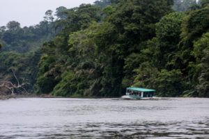 Dichter Regenwald am Tortuguero-Kanal