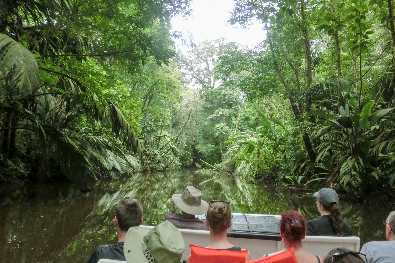 Blick aus unserem Boot in einem der Zuläufer des Tortuguero Kanals